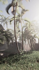 The early morning light filters through the mist surrounding tall palm trees in a dense tropical jungle.