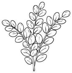 Outline drawing of a leafy branch with multiple oval-shaped leaves