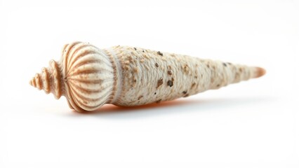 Detailed Close-Up of a Delicate Seashell A Natural Wonder Against a Clean White Background