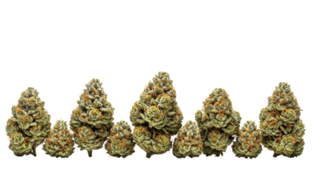 Meticulously arranged premium dried cannabis buds, vibrant green with red pistils and white trichomes, on a transparent background with reflection and copy space. High-end product display