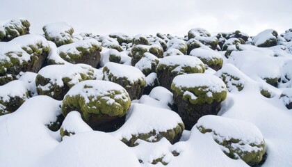 Snowy rocks covered in moss