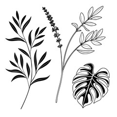Minimalist botanical illustrations vector graphics scalable clean line art nature elements