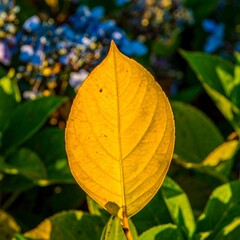 Single vibrant yellow leaf