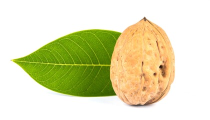 Single walnut and leaf
