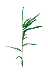 Fototapeta premium Hand drawn cattail reed branch vector illustration