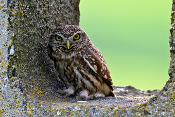 Little owl // Steinkauz (Athene noctua)