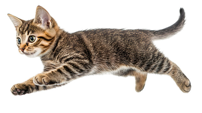  A playful tabby kitten leaping in the air with a transparent background.