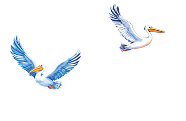 Vsai two pelicans flying with wide open wings