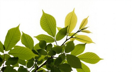 Green Leaves Symphony Leaf Branch Dance on Nature's Canvas - A Botanical Image of Tree Leaves in Close-Up Detail, with Black Background Leaves
