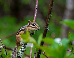Chipmunk on a branch in a forest