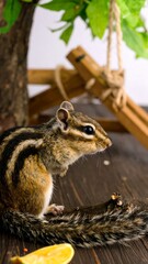 Chipmunk on a wooden surface with a trap