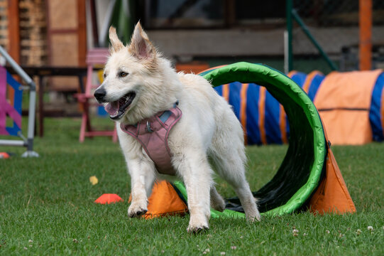 White dog running through a tunnel at an agility competition