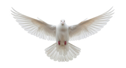 Obraz premium White Dove In Flight Wings Spread Wide