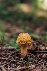 A small, brown mushroom with textured cap grows on forest floor