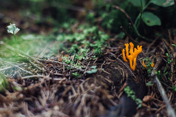 Bright orange fungus growing on forest floor among green plants