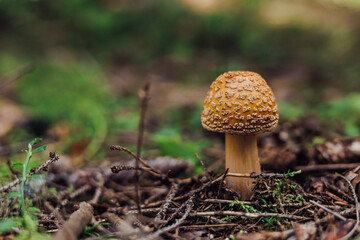 small, brown toadstool mushroom grows on forest floor