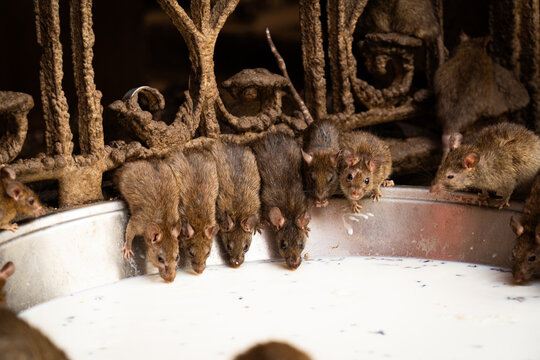 Rats drinking milk from a metal bowl at Karni Mata Temple