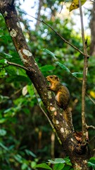 Obraz premium Squirrel on tree branch in forest