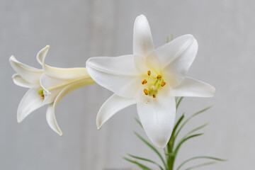 白いテッポウユリが2輪咲いている