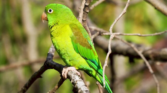Close up footage of a bronzed parakeet singing in its natural habitat in Cali Colombia surrounded by greenery and forest sounds.