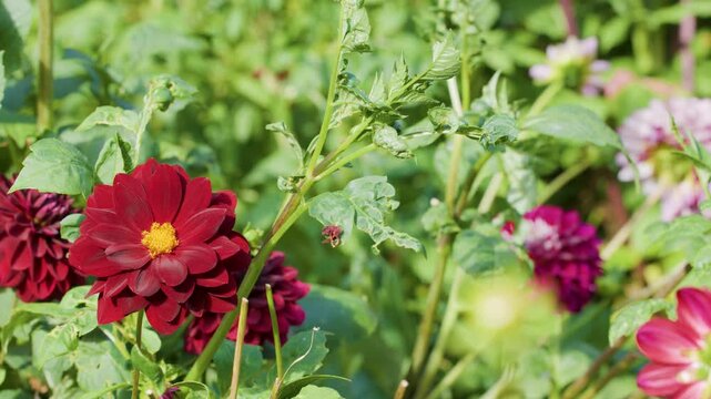 Common Carder Bee Pollinates Red Dahlia Flower in Garden