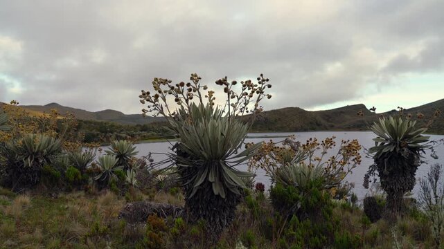 Video pan of Sumapaz p&aacute;ramo with iconic frailejones and cloudy mountains, highlighting Colombia&rsquo;s unique high Andean ecosystem.