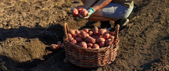 Woman farmer harvests potatoes in a wicker basket. Harvest