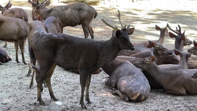 Sambar deer Rusa unicolor standing on the ground and urinating while staring at the camera at Zoo Negara Malaysia. Captures natural biological behavior and wildlife gaze.