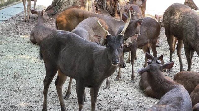 Sambar deer Rusa unicolor facing the camera and ruminating while another deer grooms itself in the background at Zoo Negara Malaysia. 