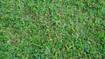 Fresh green grass in the outdoor garden. Natural wallpaper, Panoramic view, Soft focus, Green grass texture, Green meadow, Lawn in spring, Colored grass background, Nature walpaper