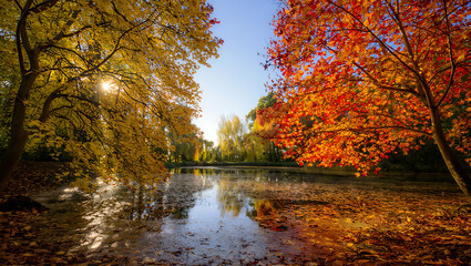 Obraz premium Golden autumn leaves color a vibrant park and a peaceful forest landscape