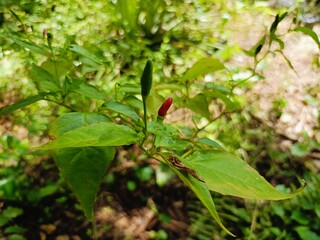 Chiles 