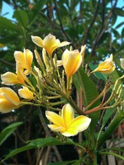 The Beauty of Yellow Frangipani Flowers Blooming in the Morning in the Garden