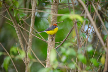 Braunkappenwaldsänger, Myioborus brunniceps, Bolivien