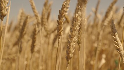 agricultural wheat field. farming wheat on the farm. harvesting golden wheat. grains growing leaves industry farm lands. farming ecological nature wheat germ concept. ripe stakes field. healthy food.