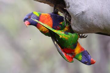Pair of Rainbow Lorikeets in Melbourne Australia