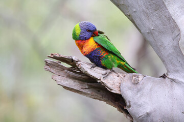 Rainbow Lorikeet in Yarra Bend Park Melbourne Australia