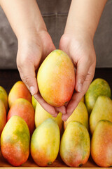 Fresh Ripe Mango in Hands - Tropical Hainan Tree-Ripened Fruit Selection
