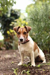 Portrait of a Jack Russell Terrier in the garden in summer