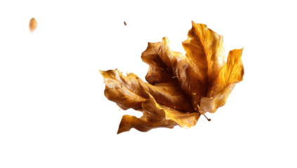 Autumn Leaves Isolated