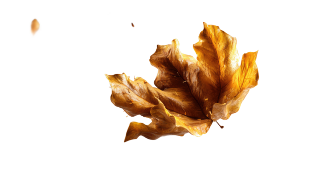 Autumn Leaves Isolated