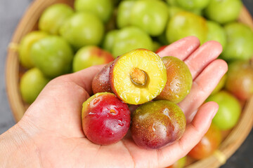 Fresh Colorful Plums in Hand with Cut Half Showing Deep Red and Green Stone Fruit