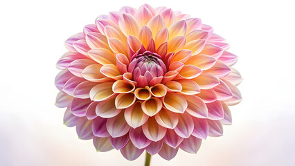 Obraz premium Closeup of a beautiful dahlia flower isolated on white background
