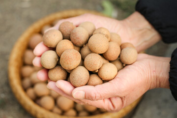Hand Held Fresh Longan Fruits from Yunnan China in Traditional Wooden Basket