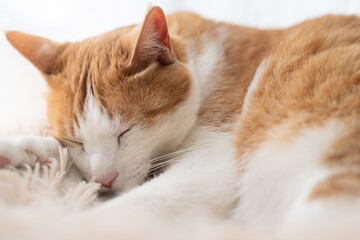 窓辺で眠る可愛い猫　茶トラ白	