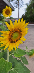 Blurred image of a honeybee  in mid-flight approaching a bright yellow sunflower.