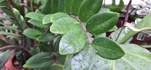 Waterdrop on green leaf after a rain