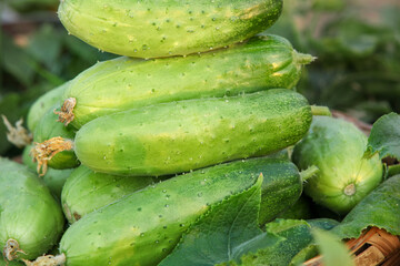 Fresh Green Cucumbers from Shandong China Agriculture Harvest Organic Vegetables