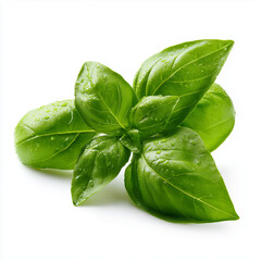 Fototapeta premium lemon basil leaves on white background