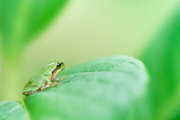 ふんわりとした背景の紫陽花の葉の上に横向きの可愛いニホンアマガエル